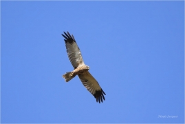 <p>MOTÁK POCHOP (Circus aeruginosus) samec - Valdek</p>